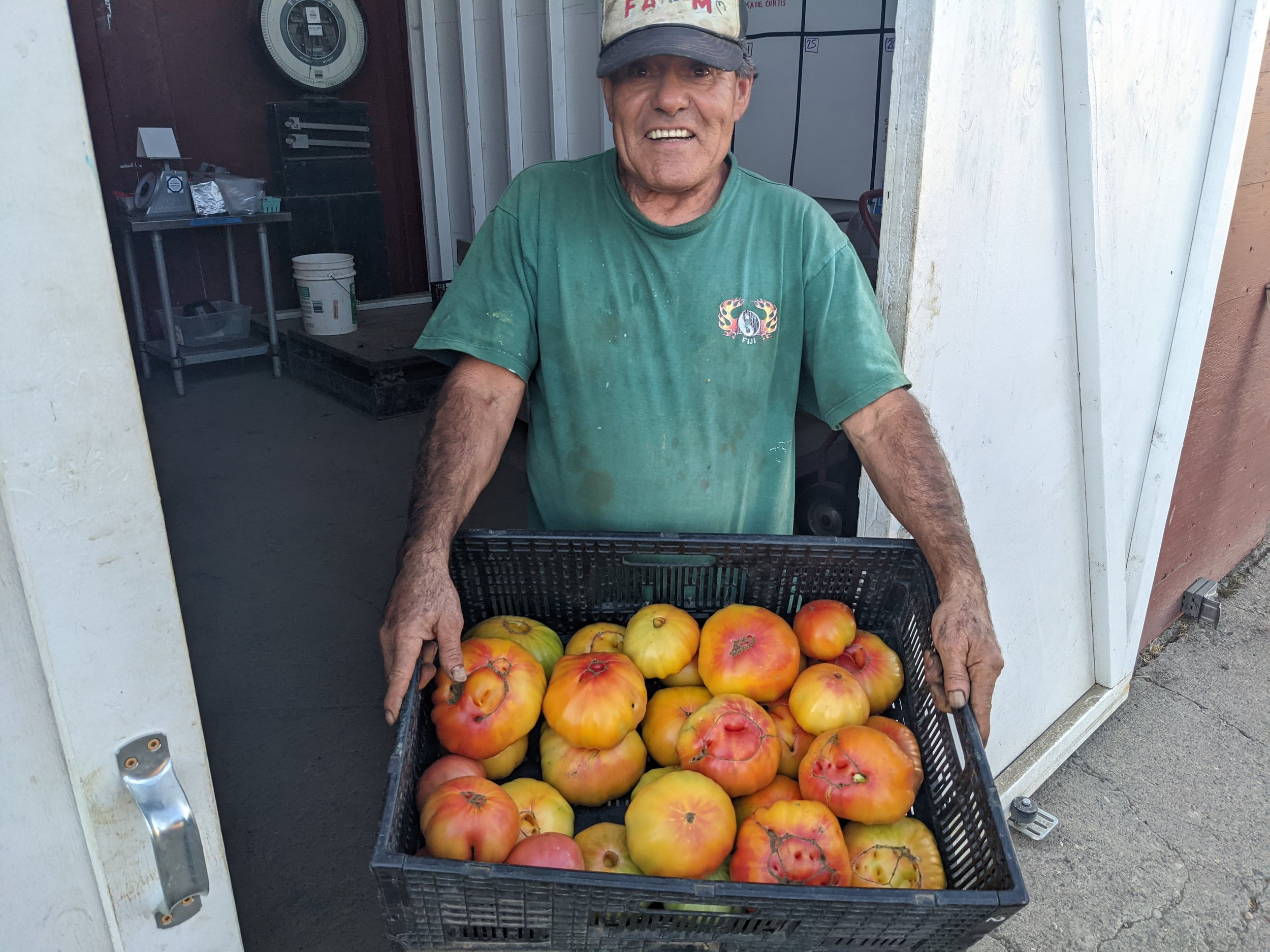  Jose harvesting tomatoes. 