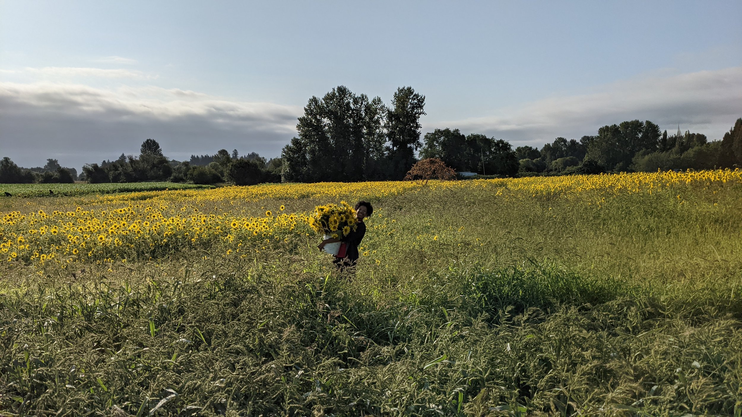  Rhylie cutting sunflowers for us to sell in the market. 