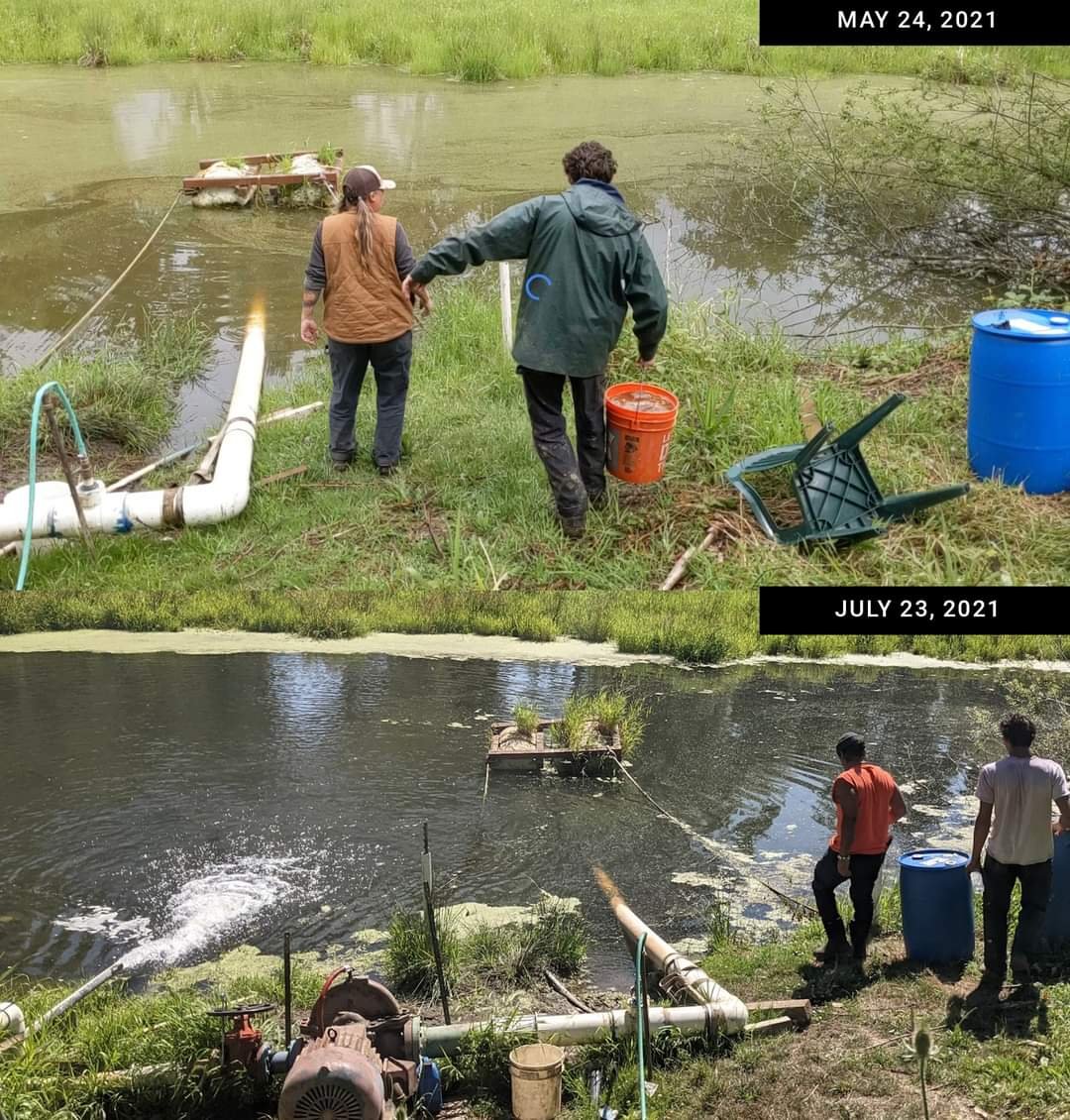  Before and after scenes from the Gilbert River. Nurturing the land also means nurturing the water. We added few gallons of healthy microbes and molasses to the water,  near our irrigation pump. The water went from looking like chocolate milk to bein