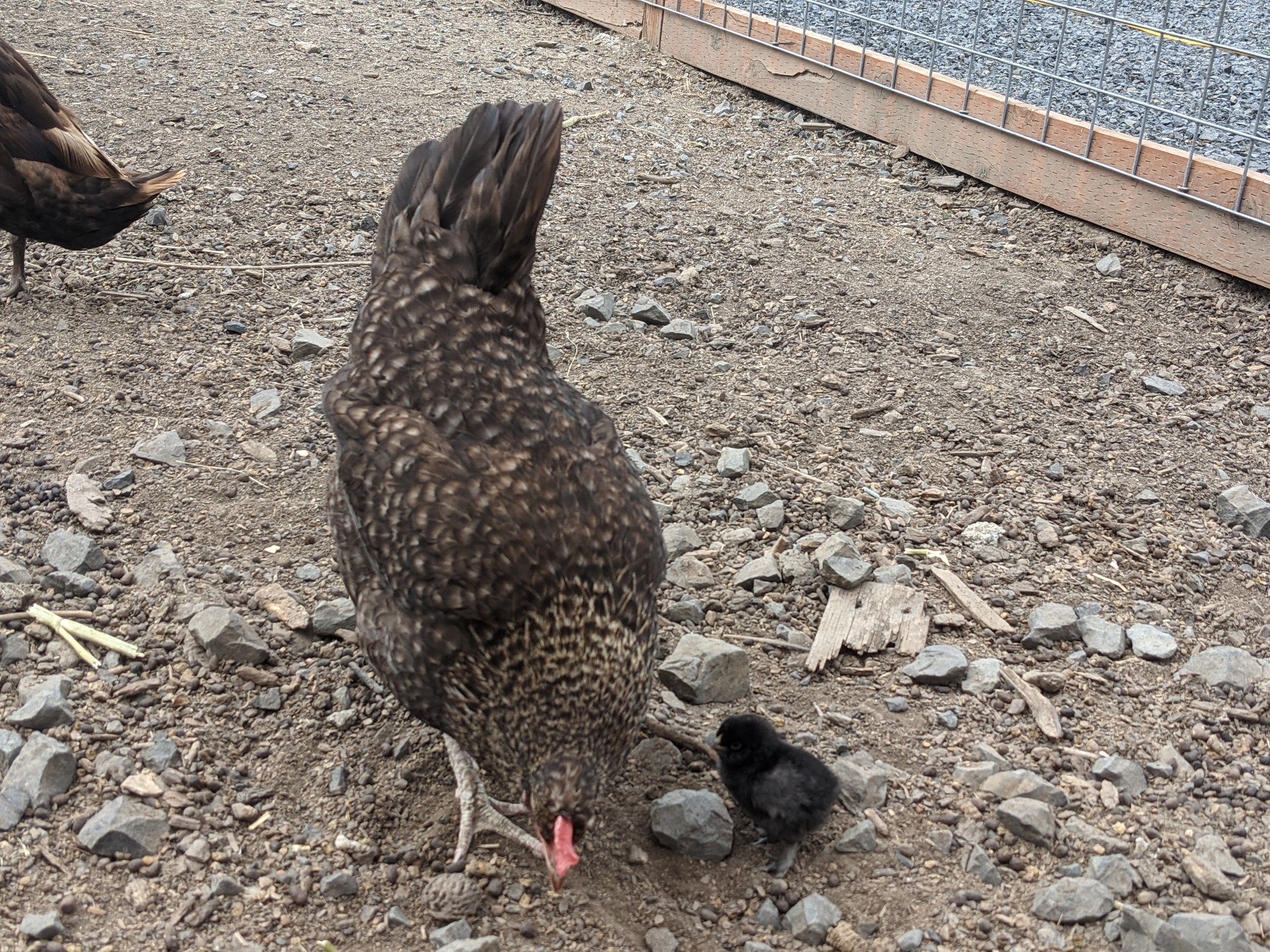  Bonnie had her first two chicks this spring. During the same time, one of our turkeys became very aggressive and started picking on the chicks and the ducks. He has been re-homed, and now lives on another farm with three other turkeys. Whenever an a