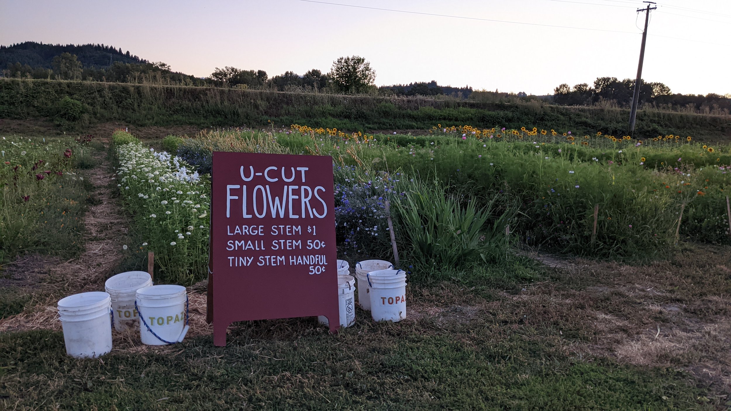  Our U-Cut flowers were so beautiful growing in front of the market. But the ground is so full of horsetail and sledge that it costs more to weed the area than we make selling all the flowers. Because we don’t use any pesticides - even on our flowers