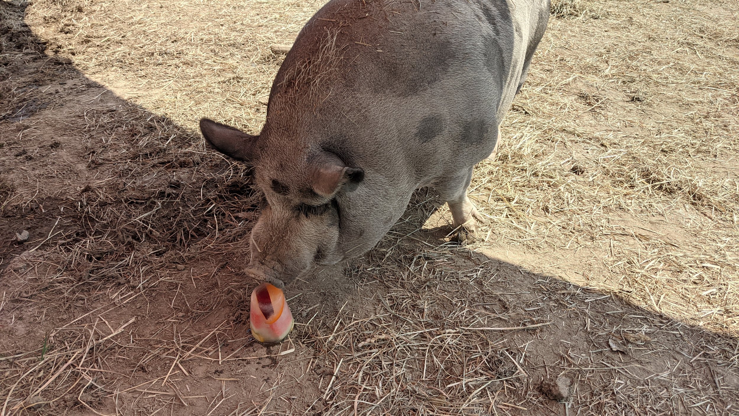  We made lots of carrot and watermelon popsicles for all our animals during the heat wave. 