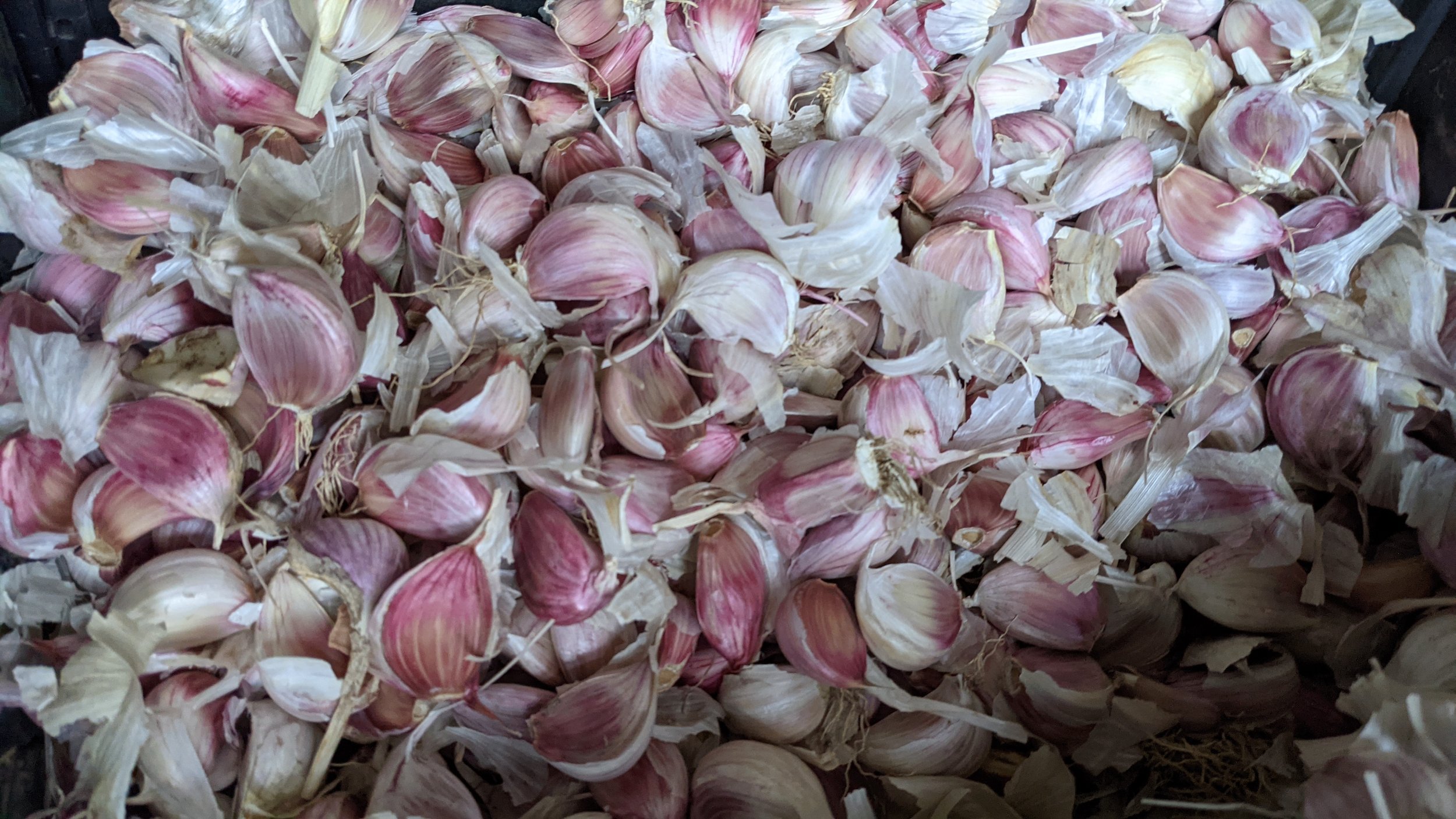  We planted three different types of garlic this fall for harvest next year. 