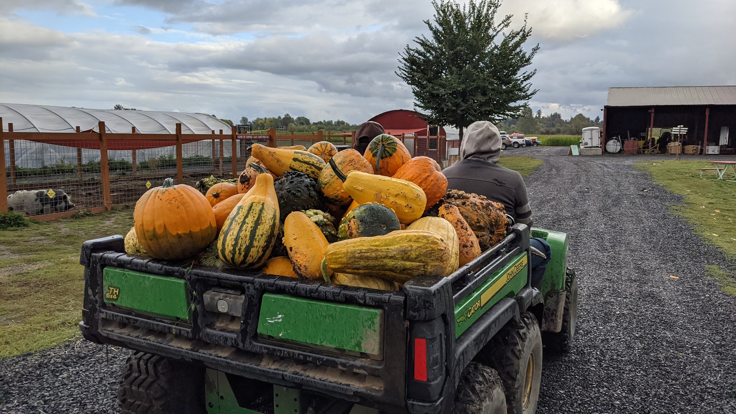  So proud of how our pumpkins and gourds grew this year. We added molasses to the irrigation system when we watered them. Not only did the farm smell great, but it prevented powdery mildew and gave them a shot of sugar.  