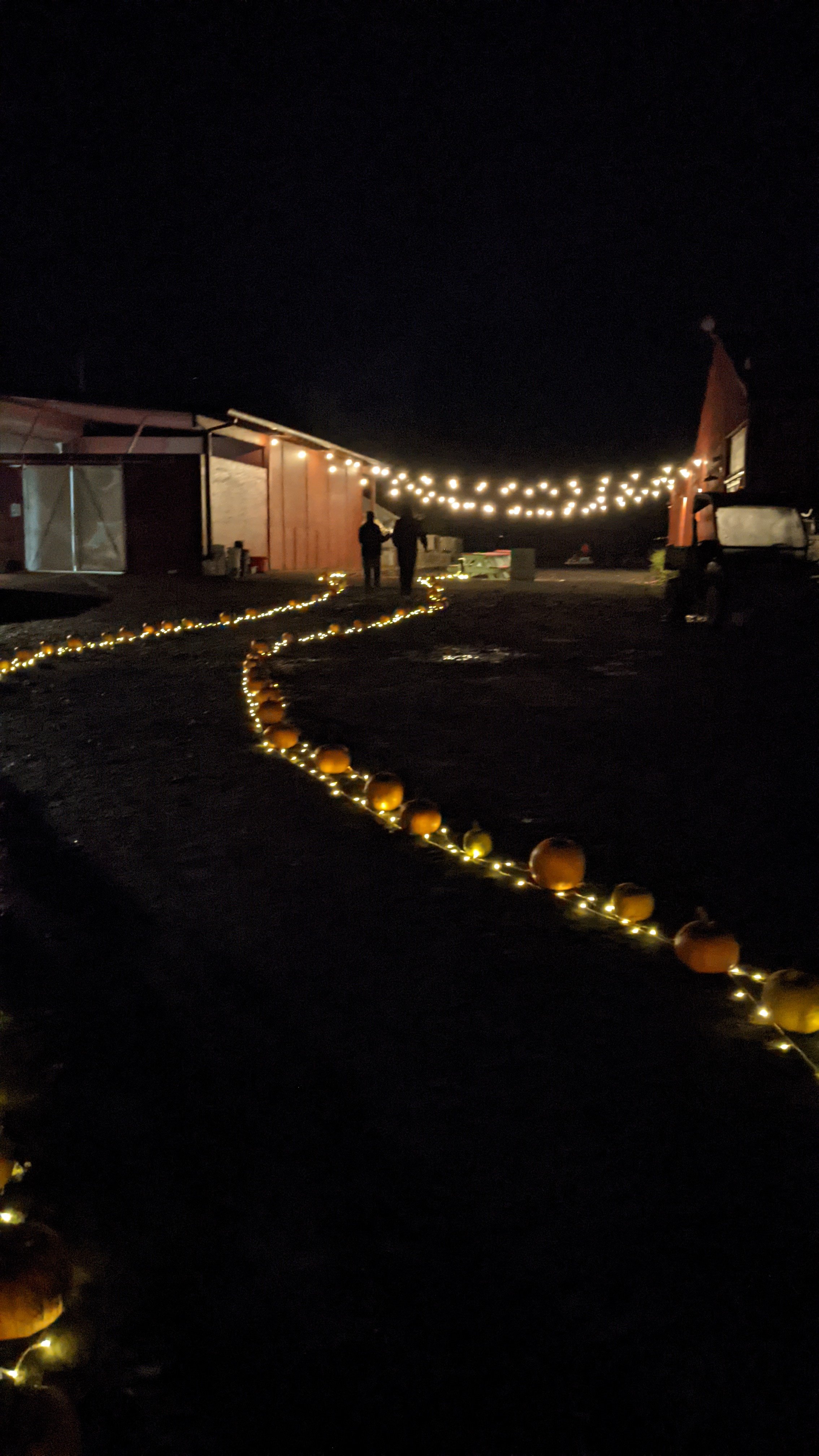  I wish we had taken more photos. The entire farm looked magical with all the lights. 