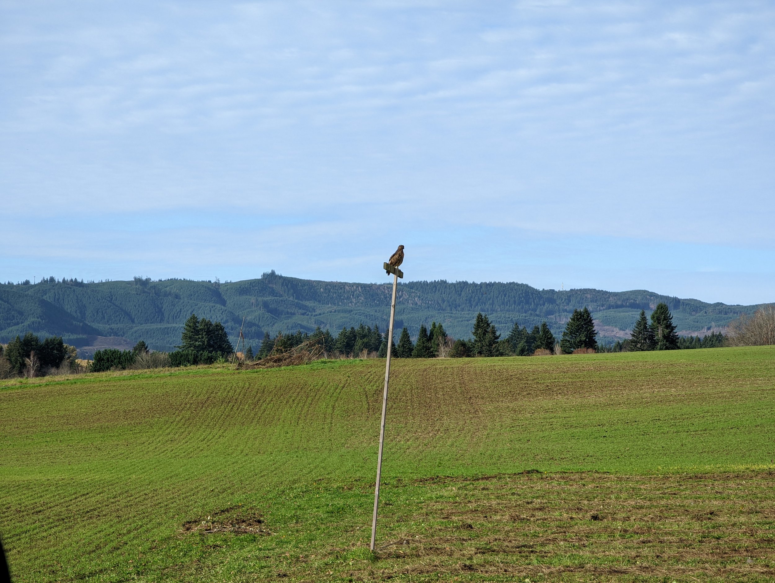  November thru March is the best time of year to see all the birds of prey and Sandhill Cranes. We just built two dozen more hawk perches to put in the fields, which will help reduce the rodent population on the farm. 