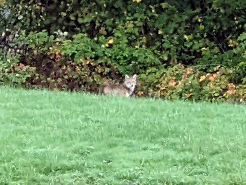  This healthy coyote was out during the day shortly after we closed. We love coyotes as they help keep our animal population in balance.  