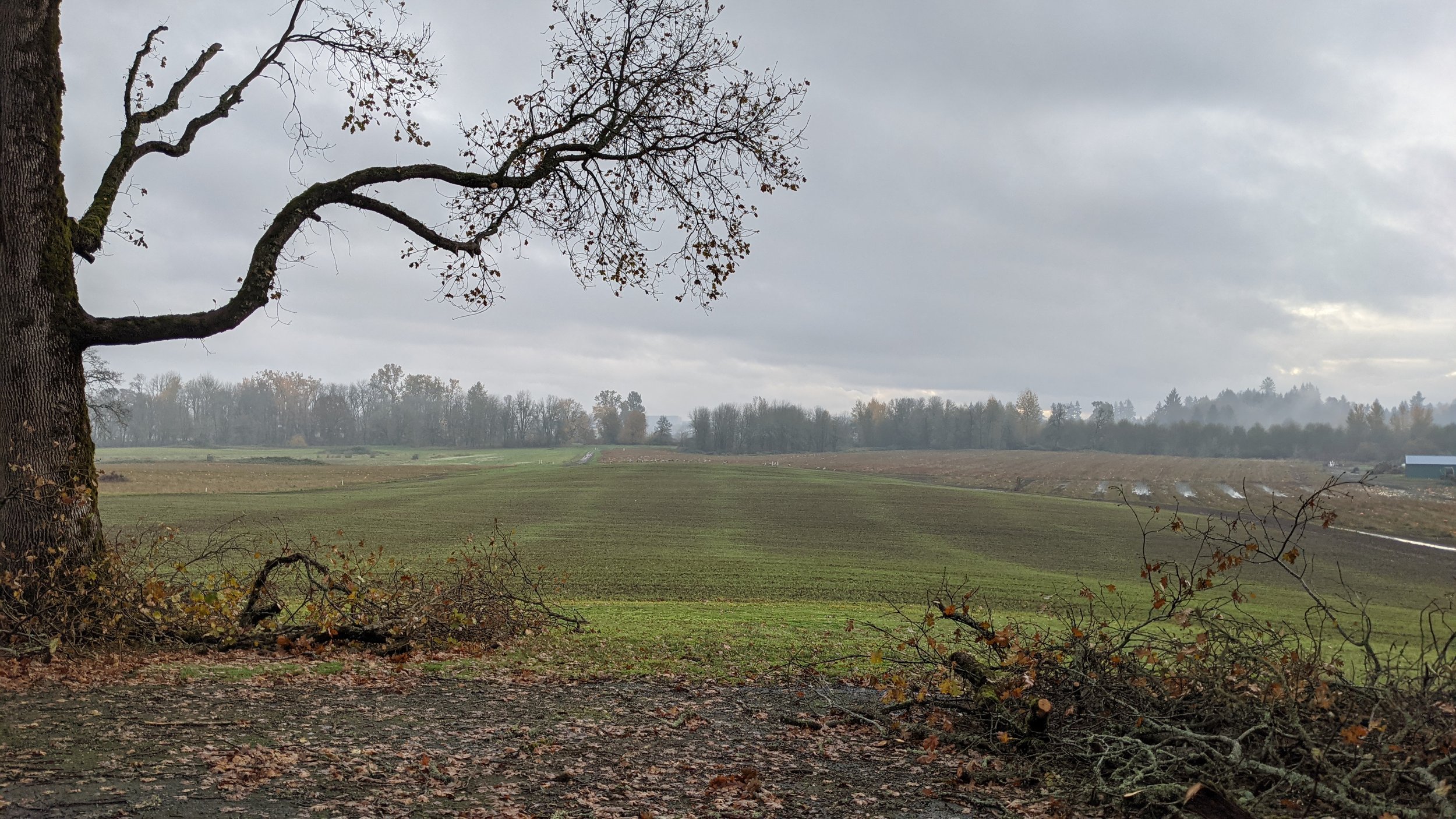  Pruning trees means more wood to turn into biochar! 