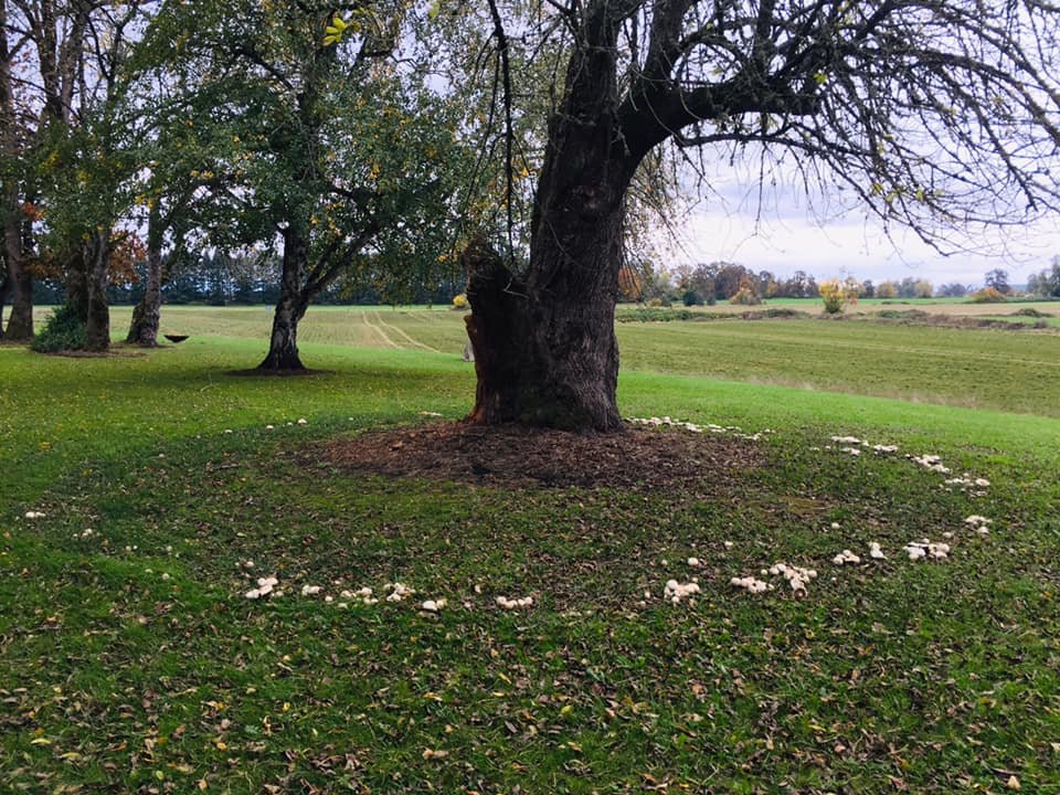  The mycelium in the soil is most likely a couple hundred years old to produce the ring of mushrooms around this tree. 