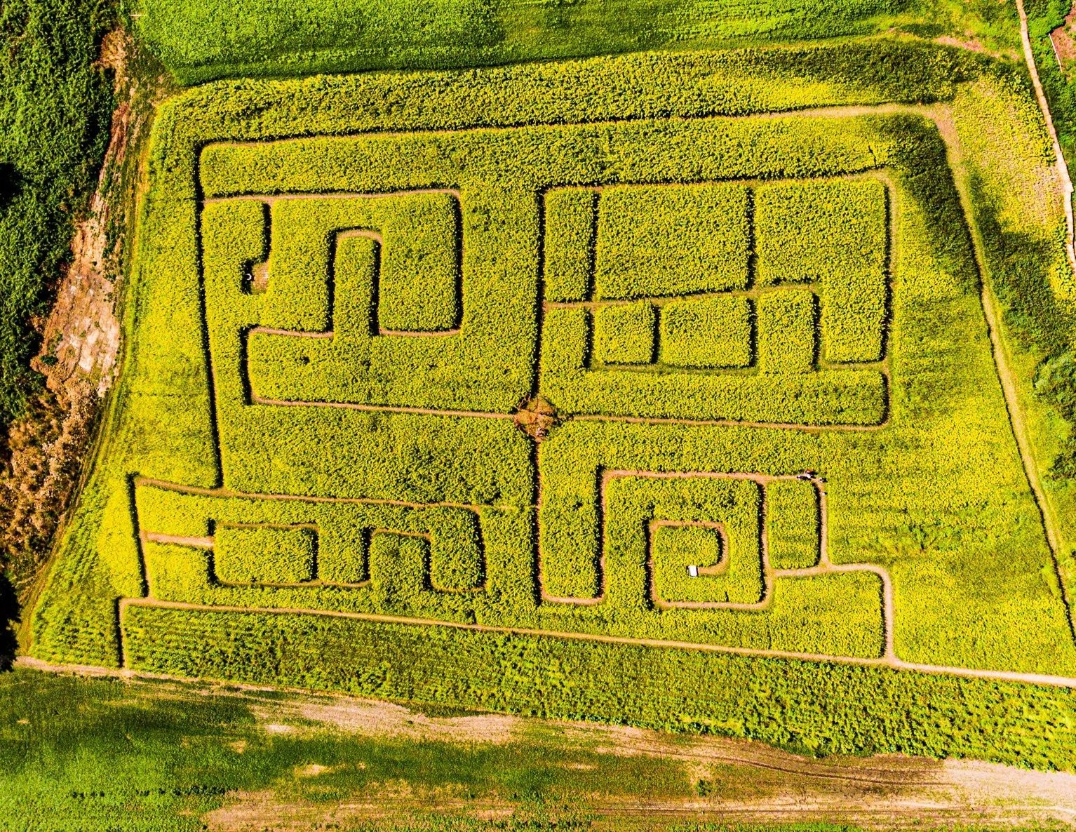  The aerial view of the island’s first sunflower maze. We are excited for our second annual sunflower maze in 2022. 