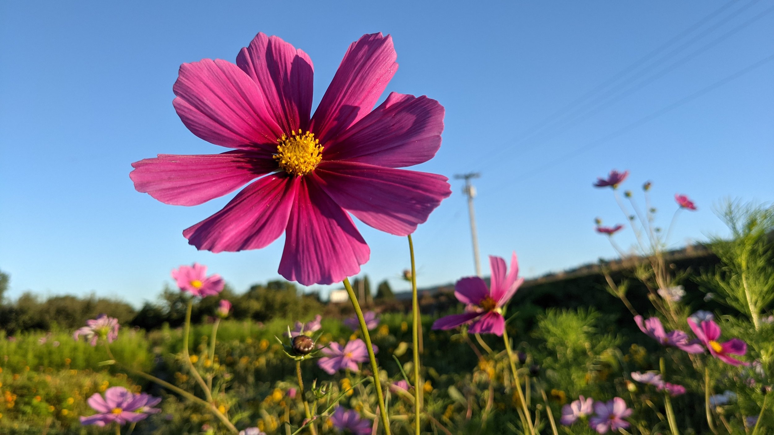  Our cosmos grew taller than our sunflowers. 