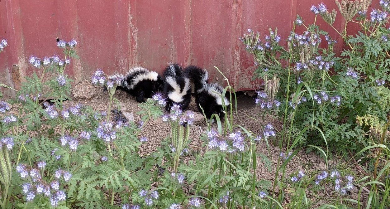  We had a family of baby skunks living under the shop. They loved coming out during the day, when the most folks were around.  