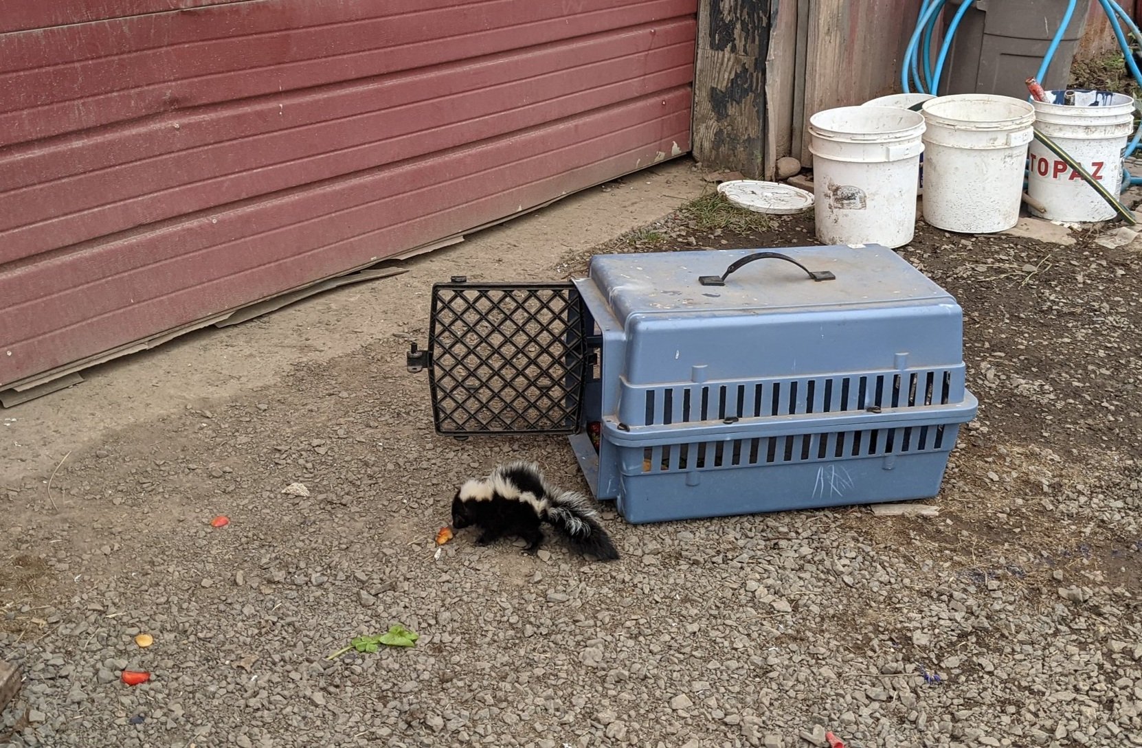  With some fruit and marshmallows, the babies were easily lured into our old pet carrier and then we moved them to a far corner of the farm.  