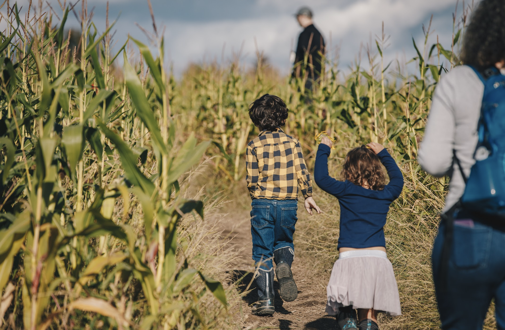 The challenge of no spray: our corn maze was much shorter this year than we hoped. 