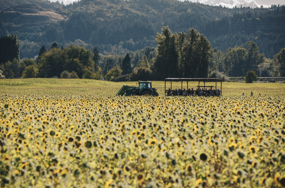 The hayrides brought everyone to the sunflower mazes, corn mazes and pumpkin patches.