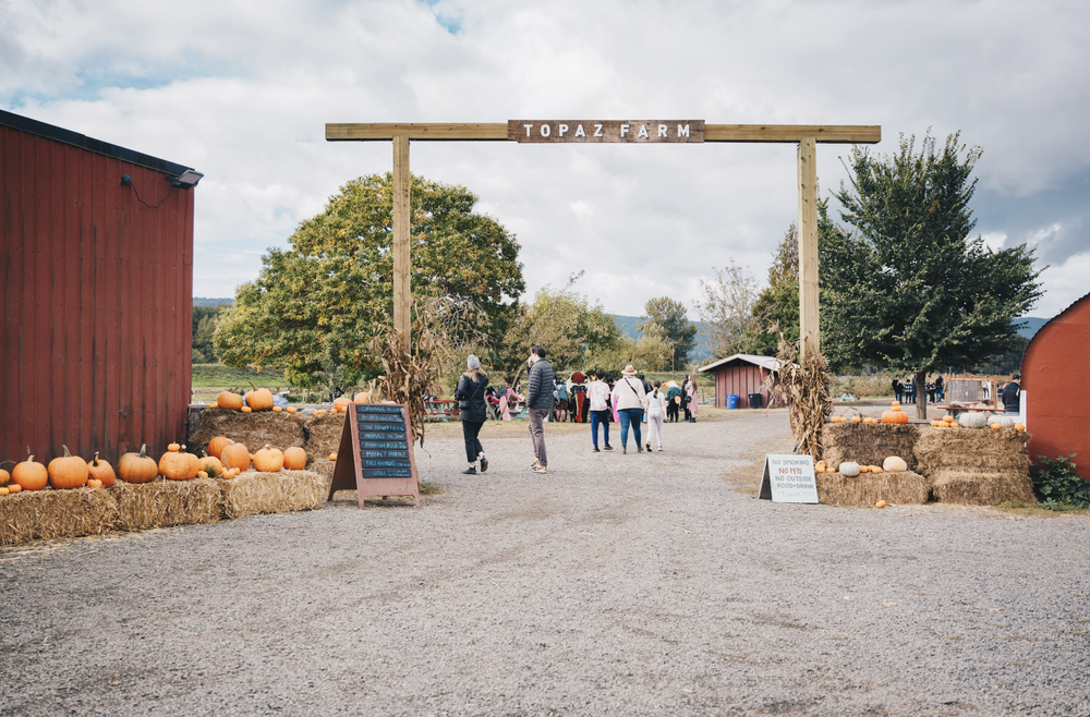 October on the farm, in 2020 and 2021, was so crowded. We charged for admission on weekends this year and it was so much nicer for customers (and staff!); easy parking, minimal lines and no crowds.