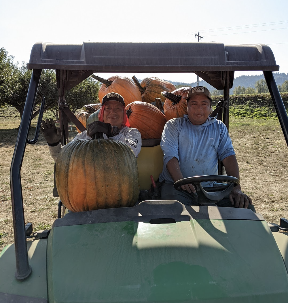 Luis and Alejandro hauling XL pumpkins to the market.