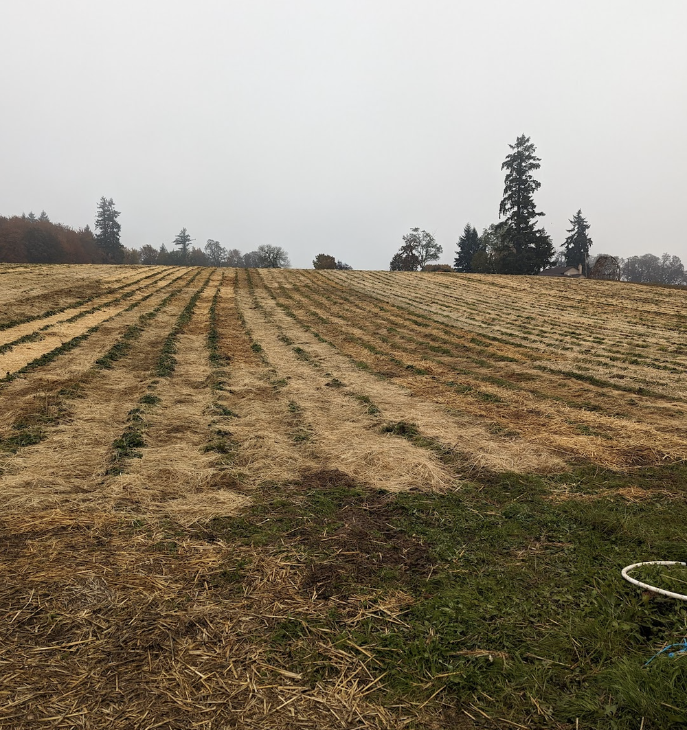 Strawberry fields covered and ready for winter.