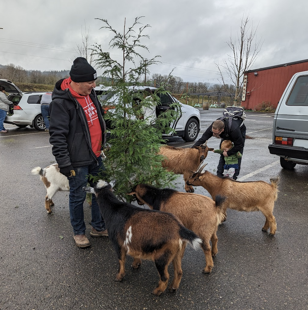 The goats enjoying a Christmas tree treat from our tree drop. 