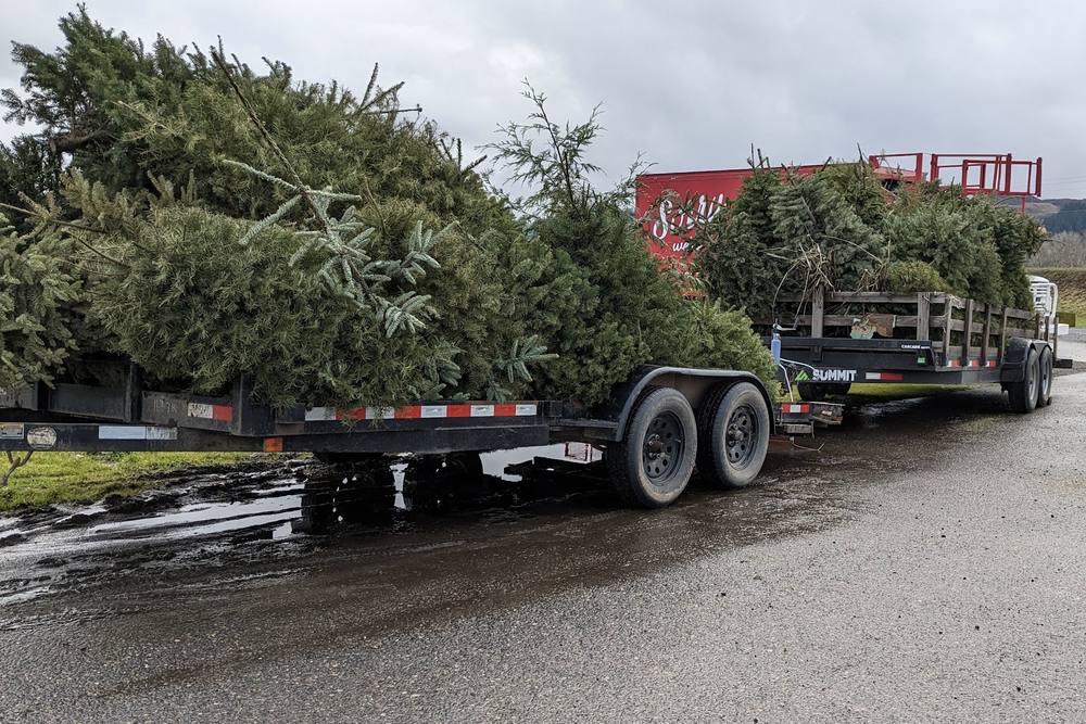 We ended up with three trailers full of Christmas trees and a trailer load of yard debris from an island neighbor. Thanks so much everyone for driving your trees out to the island!