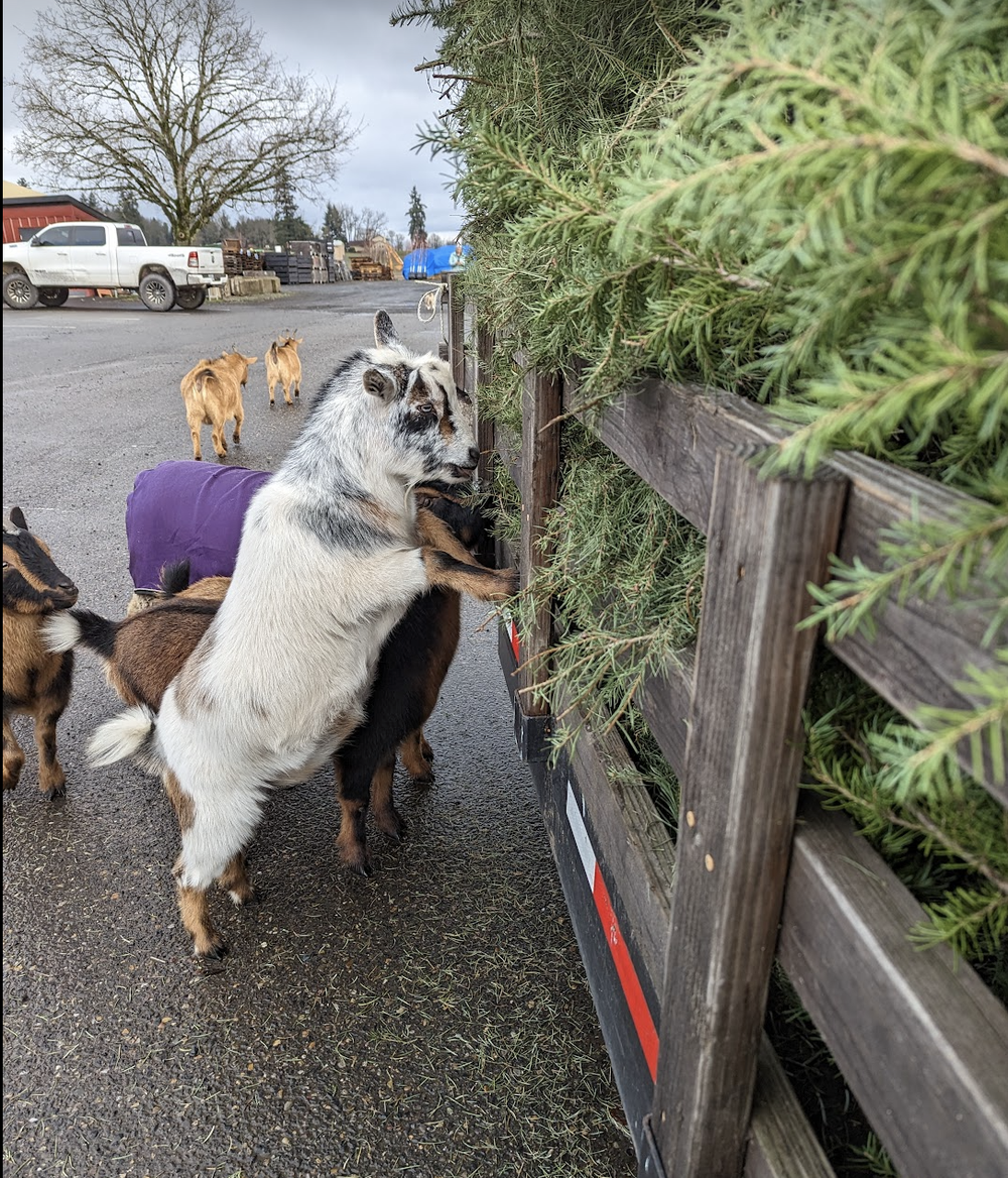 The goats had a blast during the tree drop.