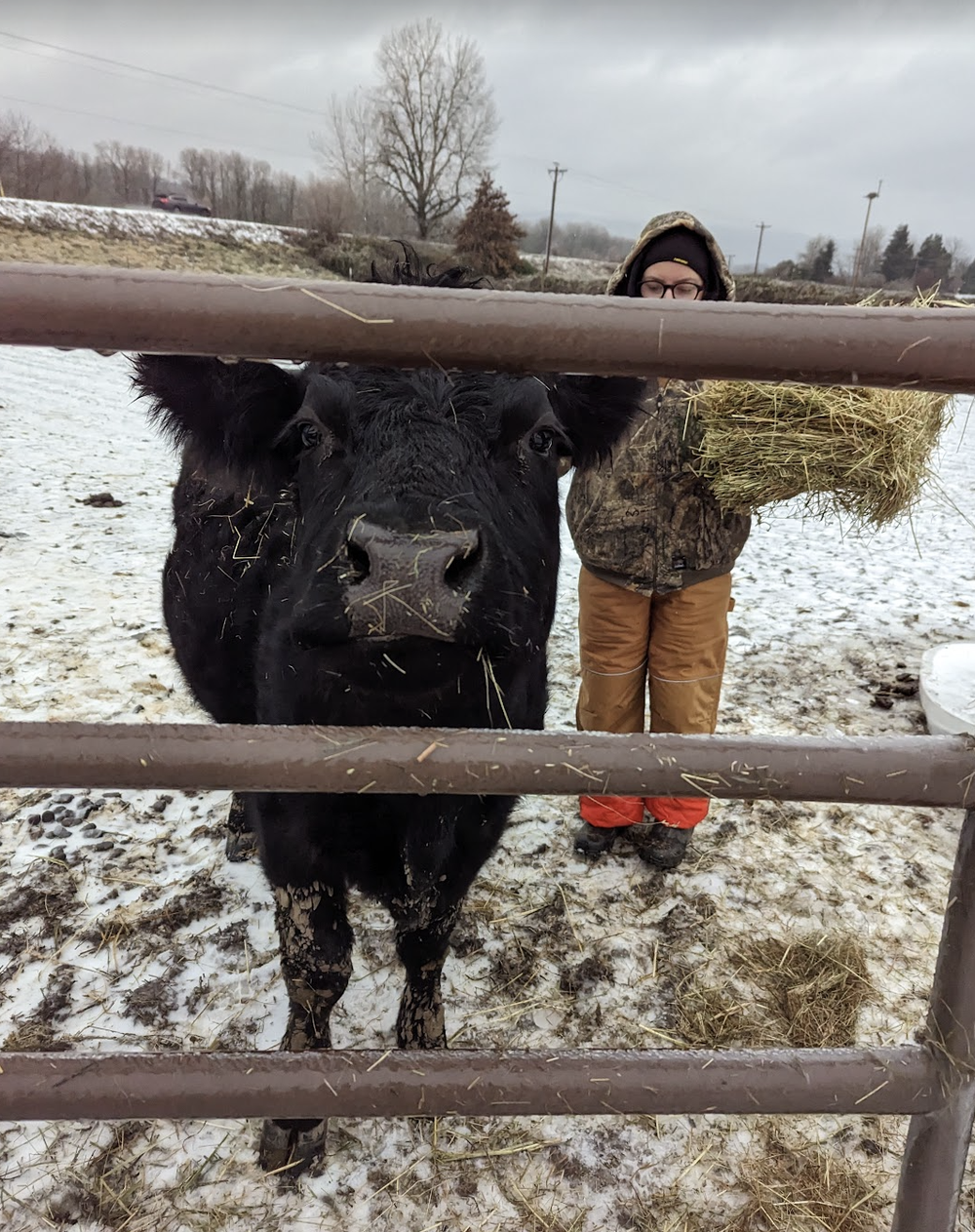 Rita is ignoring the hay, because she can smell the apple in Kat's hand.