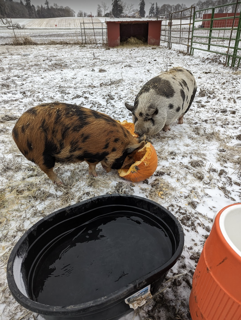 Petunia and Sophie enjoying one of our pumpkins.
