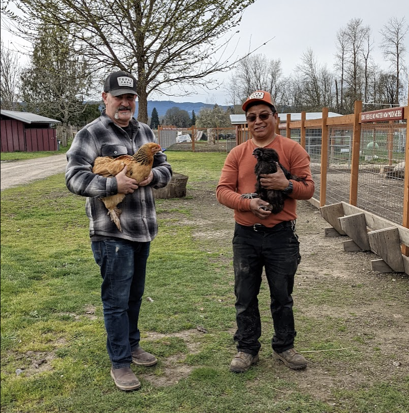 Jim and Luis, catching chickens to put in the new chicken tractor.  They're free range but we had to lock them inside for 24 hours to get them to adapt it as their home.