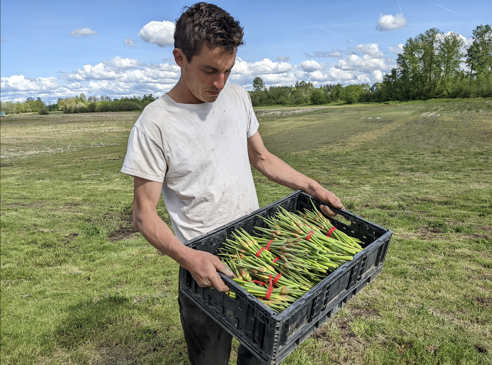 Adam with freshly-harvested garlic scapes.