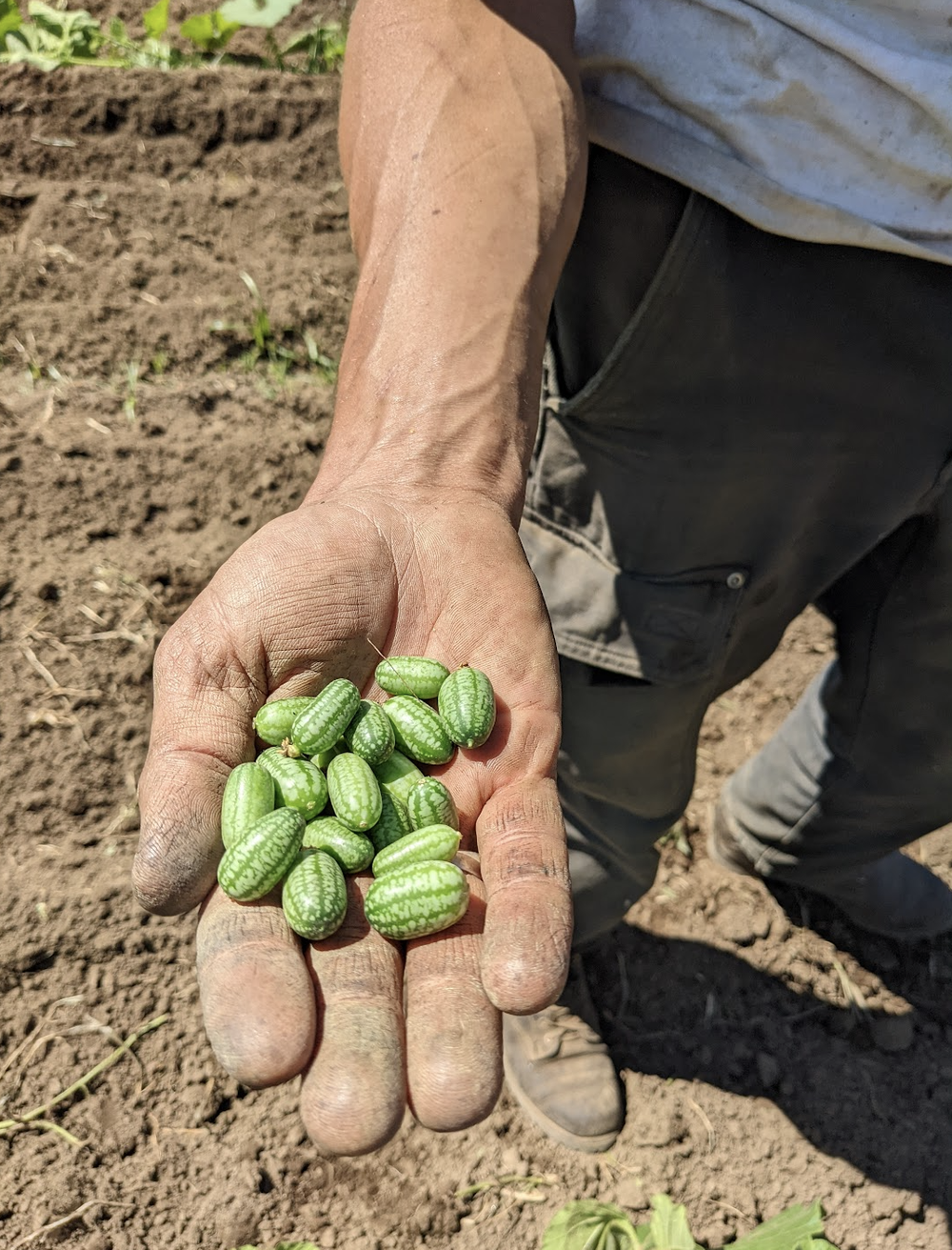Cucamelons!