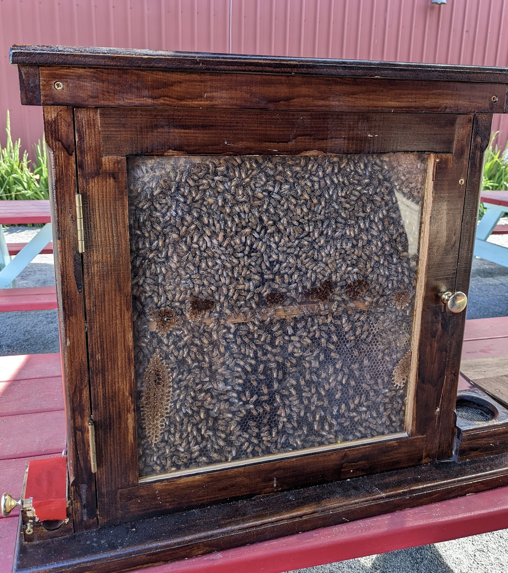 We're lucky to have so many great partners. Nature's Best Oregon Honey keeps more than 100 bee boxes on the farm and lent us their glass hive to display at the farm. 