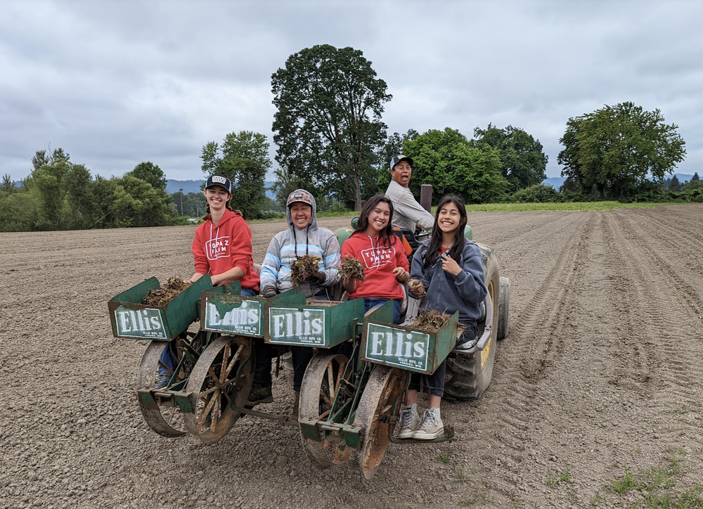 Hannah, Maria, Ofelia, Adriana planting strawberries while Luis drove the tractor.