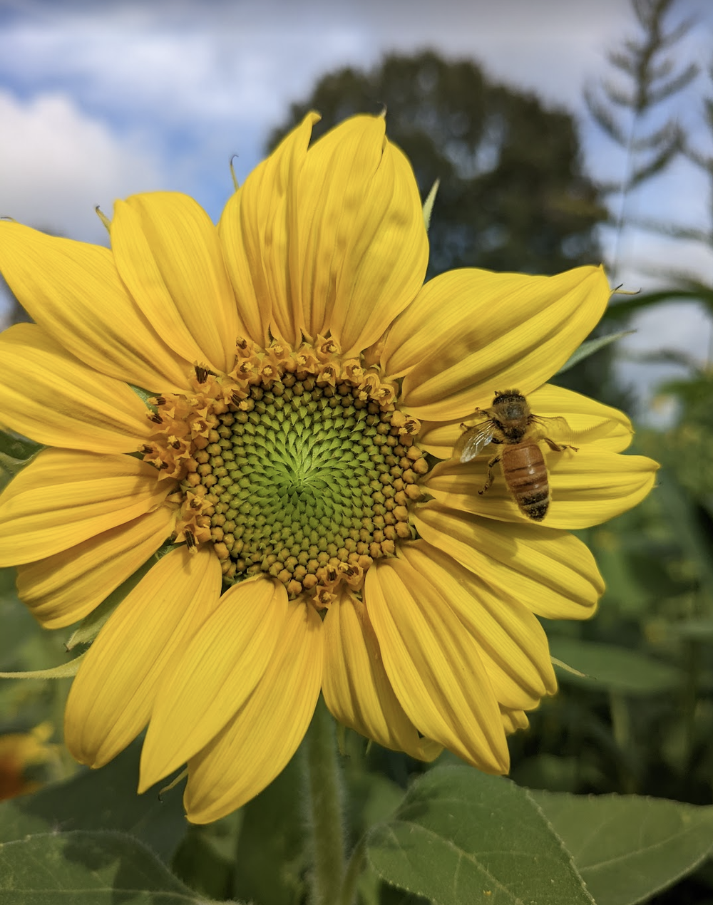 We grew four sunflower mazes this season and lots of u-cut sunflowers too. We also had lots of bees. There are 500 species that live on Sauvie Island (only four of those sting).