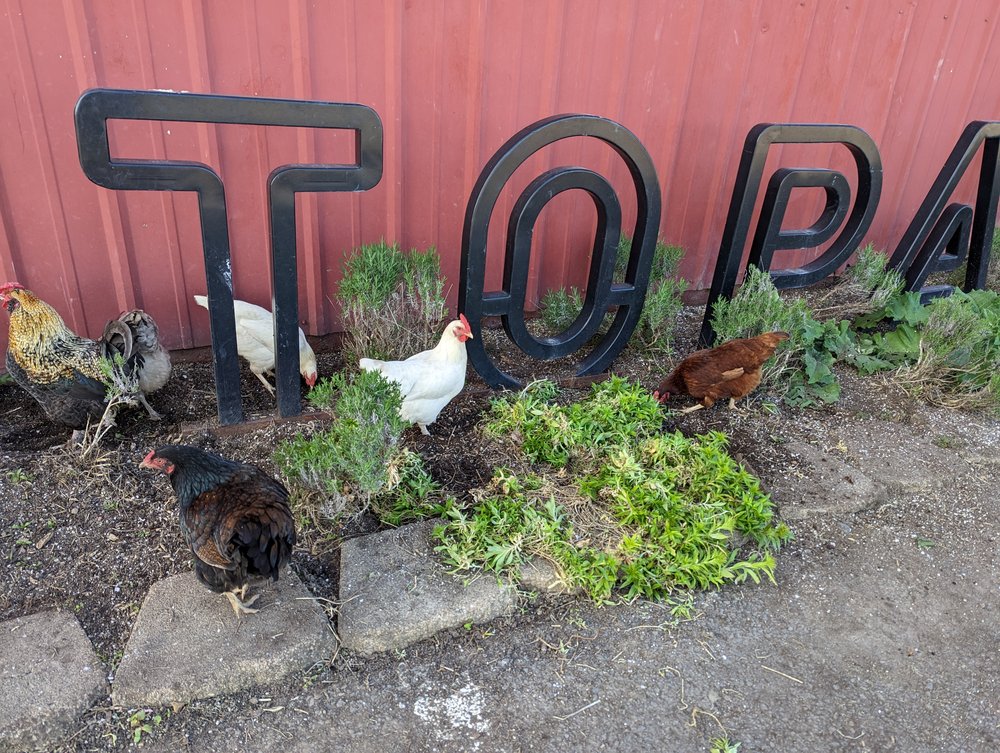 May_chickens_signs.jpg