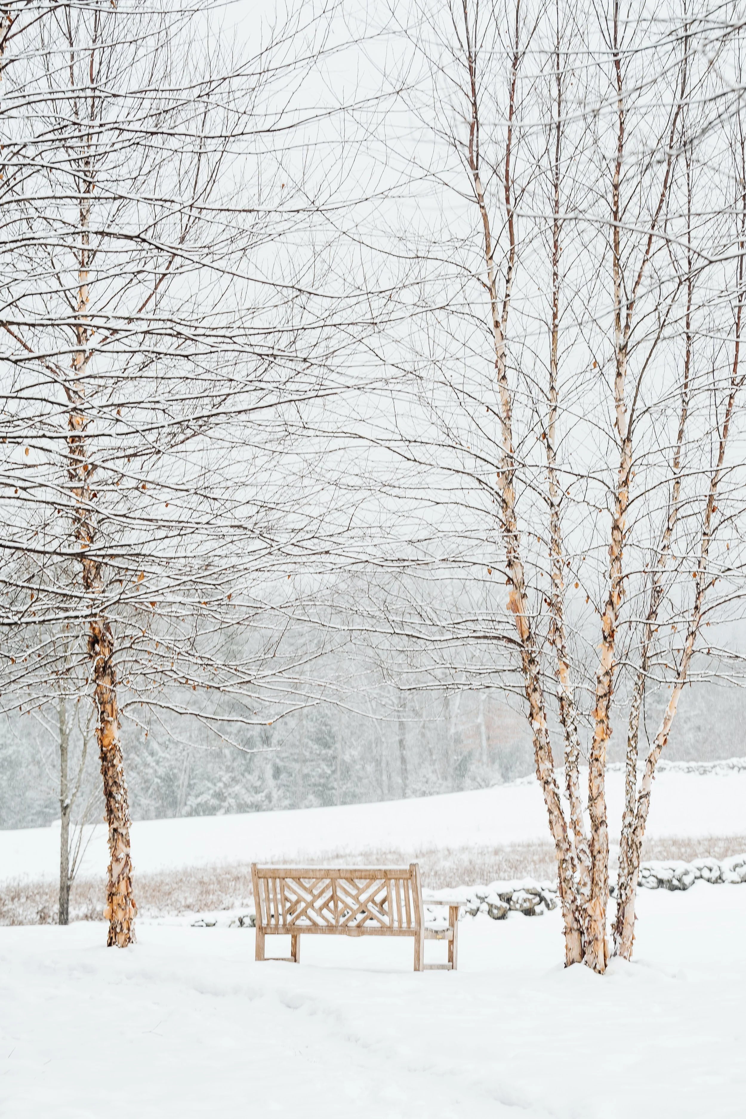 Wooden bench set between birch trees in a snow-covered winter landscape at Tahilla Farm.