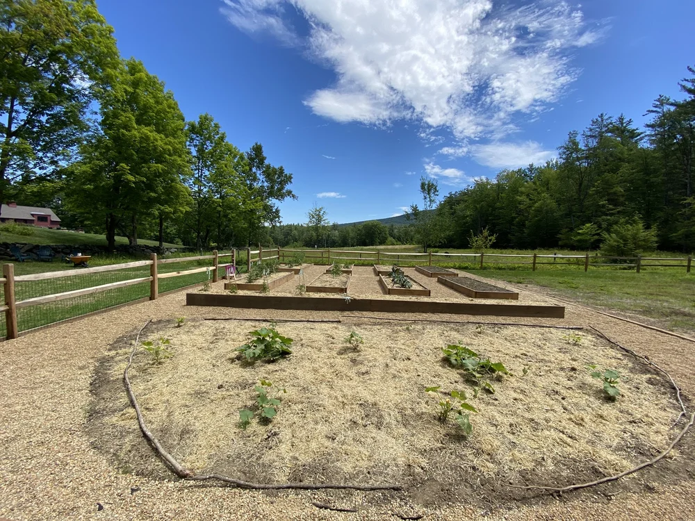Through the pumpkin patch