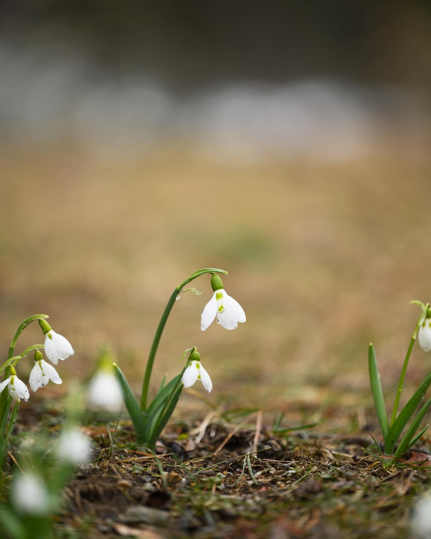 The sweetest little pockets of Spring popped up this week&hellip;crocuses and snowdrops. I love how we are all connecting harbingers of spring in our gardens on Instagram. 

Happy Spring!!
🌿🌿🌿🌿

#tahillafarm
#springflowers 
#seasonspoetry
#kimkla