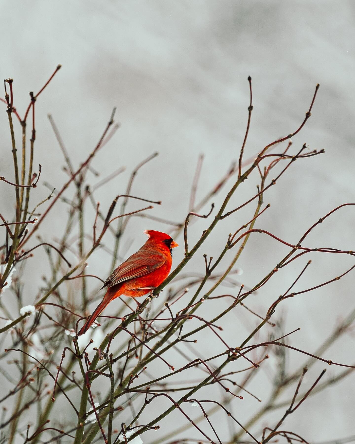 Cardinal, turkeys and dahlias in the snow. It was a day of contrast against our snowy landscape. Creative play at work, thank you @cigharvey for the inspiration! 

#birdwatching
#tahillafarm
#newhampshire
#newenglandliving 
#creativeplay
#colormyworl