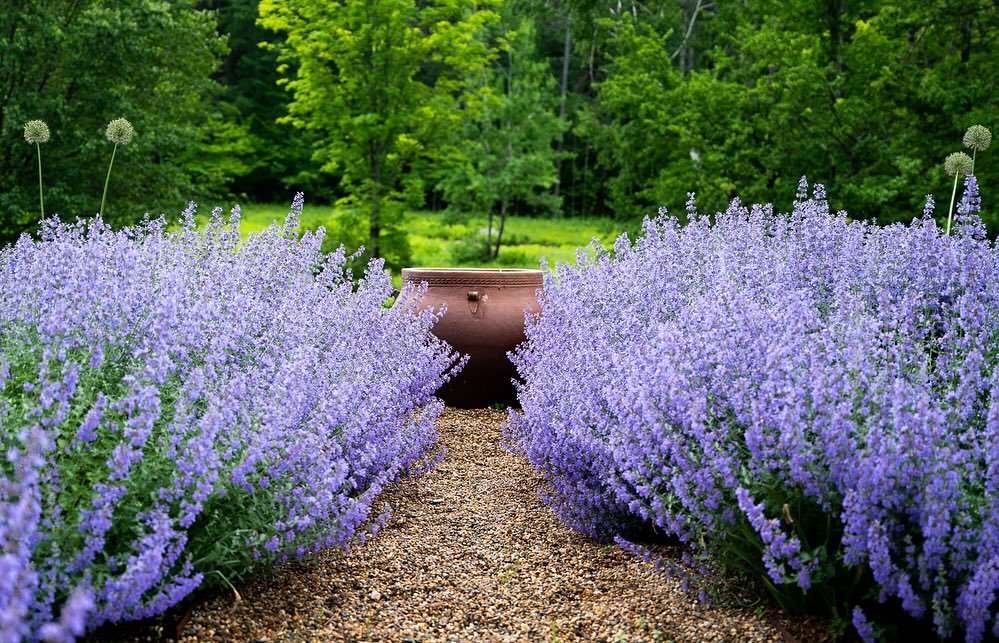 Without a doubt, my favorite time of the gardening year is when our Walker&rsquo;s Low Nepeta (catmint) is in bloom. Our first flush is in early June, just in time for our home wedding. Perfect setting for wedding photos&hellip; :)) 💜

#tahillafarm
