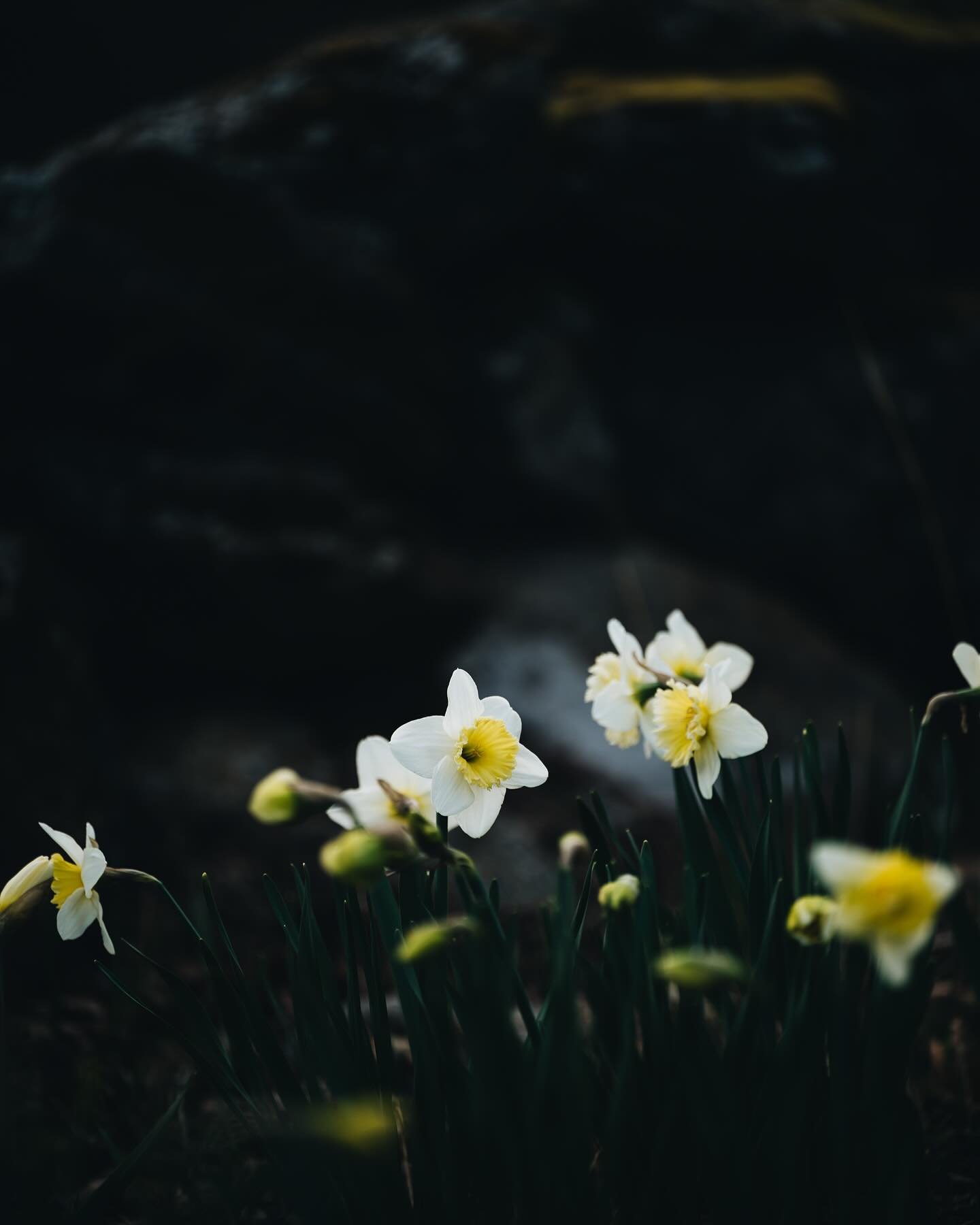 I am having a moment, one influenced by the books I am reading. Photos of the moon, twinkling lights..and daffodils swaying at dusk. What&rsquo;s that all about? Fans of Alice Hoffman books will understand. Occasionally, or perhaps when the full moon