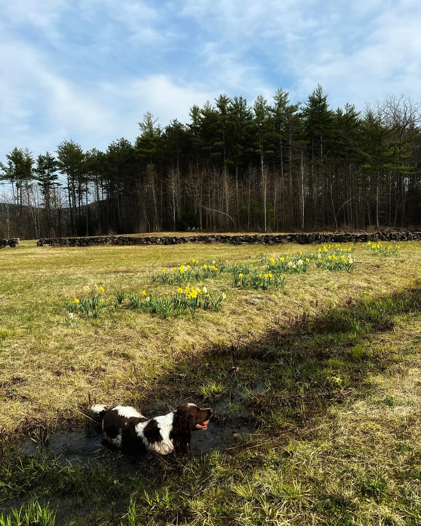 Temperatures are rising (71F/21C) and, mud and black fly 🪰 season are upon us. Tani and I walked out to the field  to check on Mr. H&rsquo;s daffodil patch and take in the last views of the mountain (Pack Monadnock.) It disappears behind the pine tr