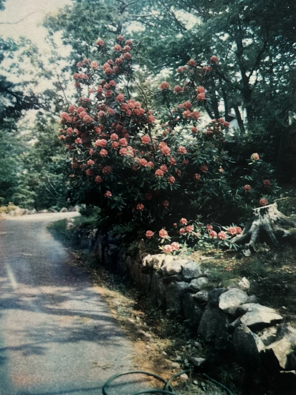 Rhododendron along the stone wall