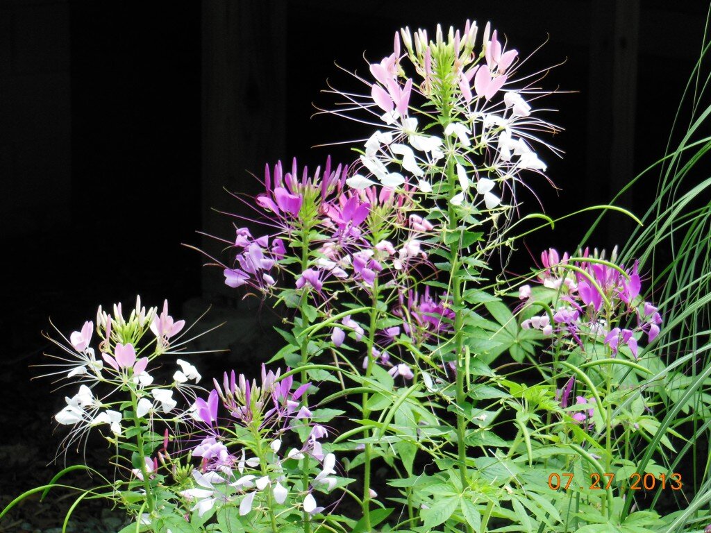 Cleome - Pinks and Purples (Annual)