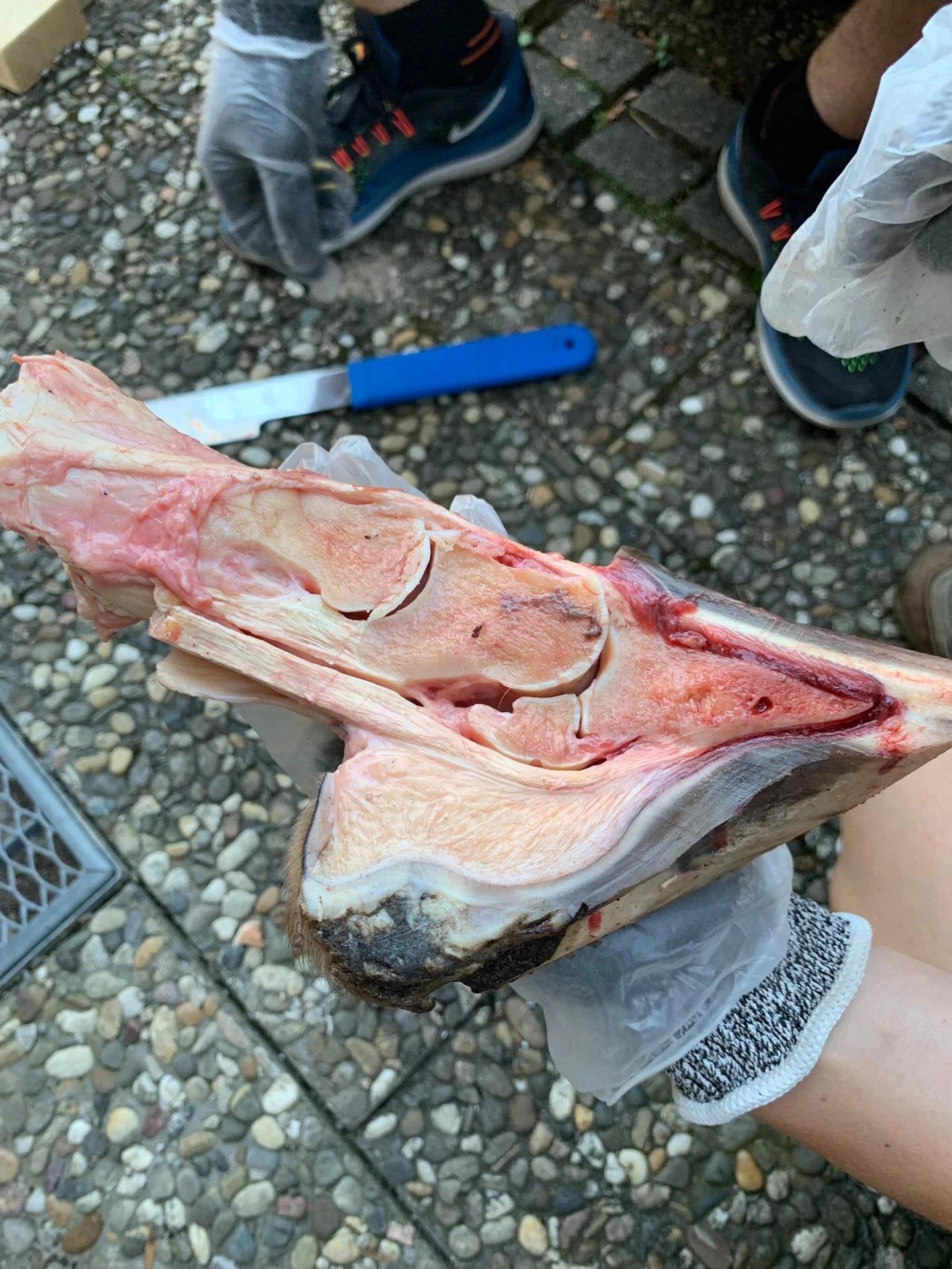 Huf_IMG-20190630-WA0009.jpg