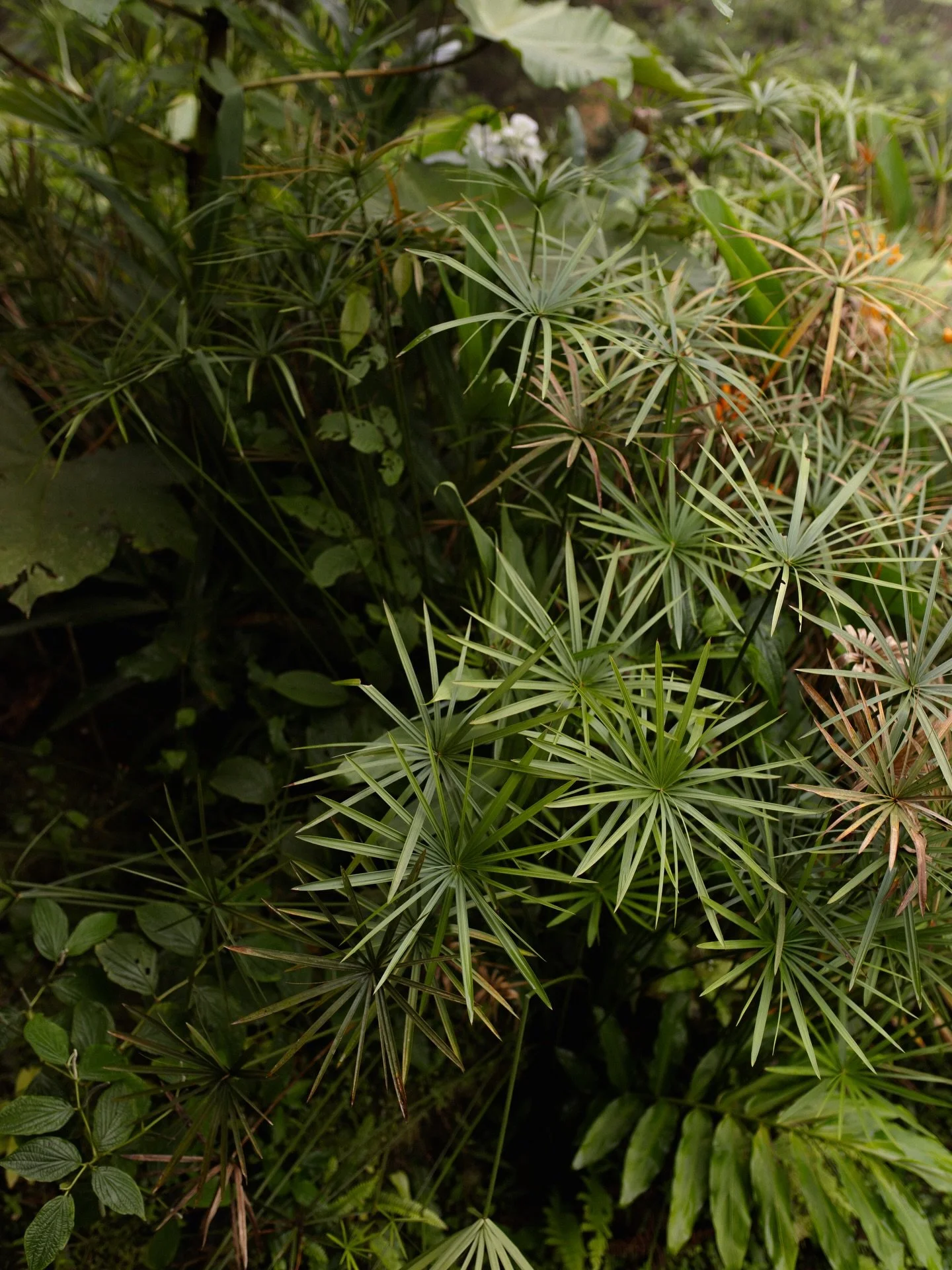 Love in the rainforest of South America 🇪🇨 

A weekend full of so many amazing memories including the most stunning sunshine filled ceremony turned dancing the night away in the pouring rain 🌧️ 

#destinationwedding #destinationweddingphotography 