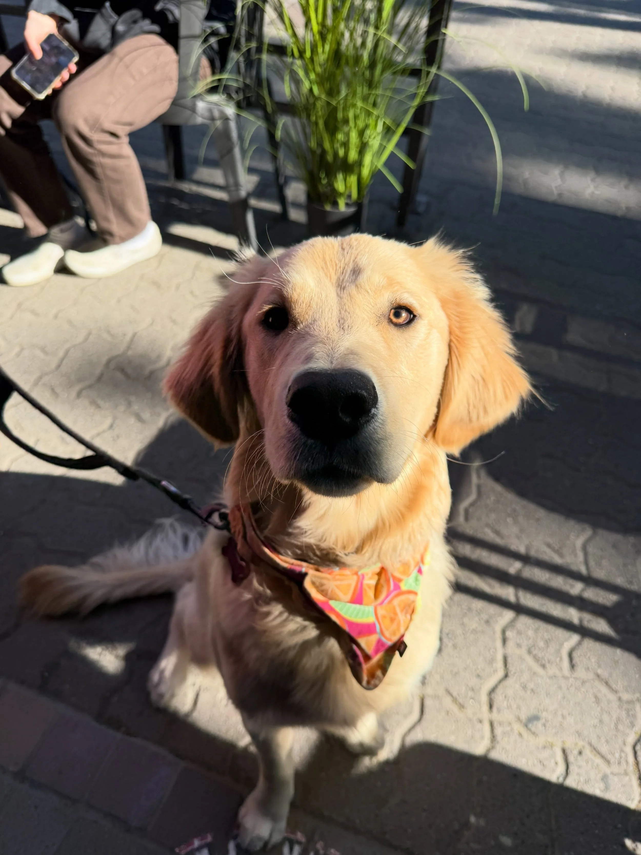 Coffee dates are always better with a companion 🐶

furry friends are always welcome on the patio! ☀️