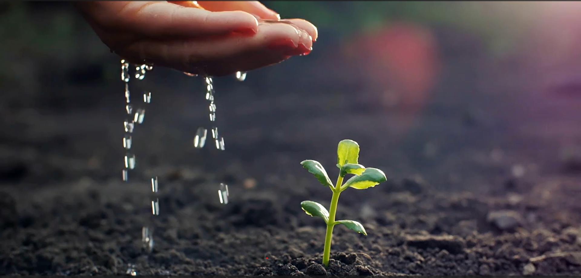 Water Plant.png