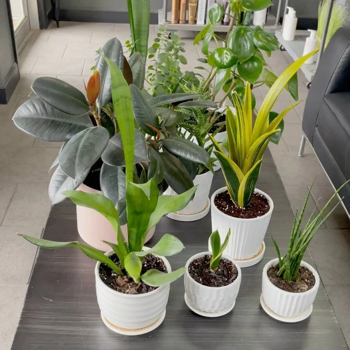 Scissor Tail Hair Studio