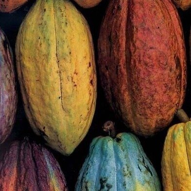 Did you know that there are over 300 nutrients and compounds in cacao?! #superfood #foodofthegods