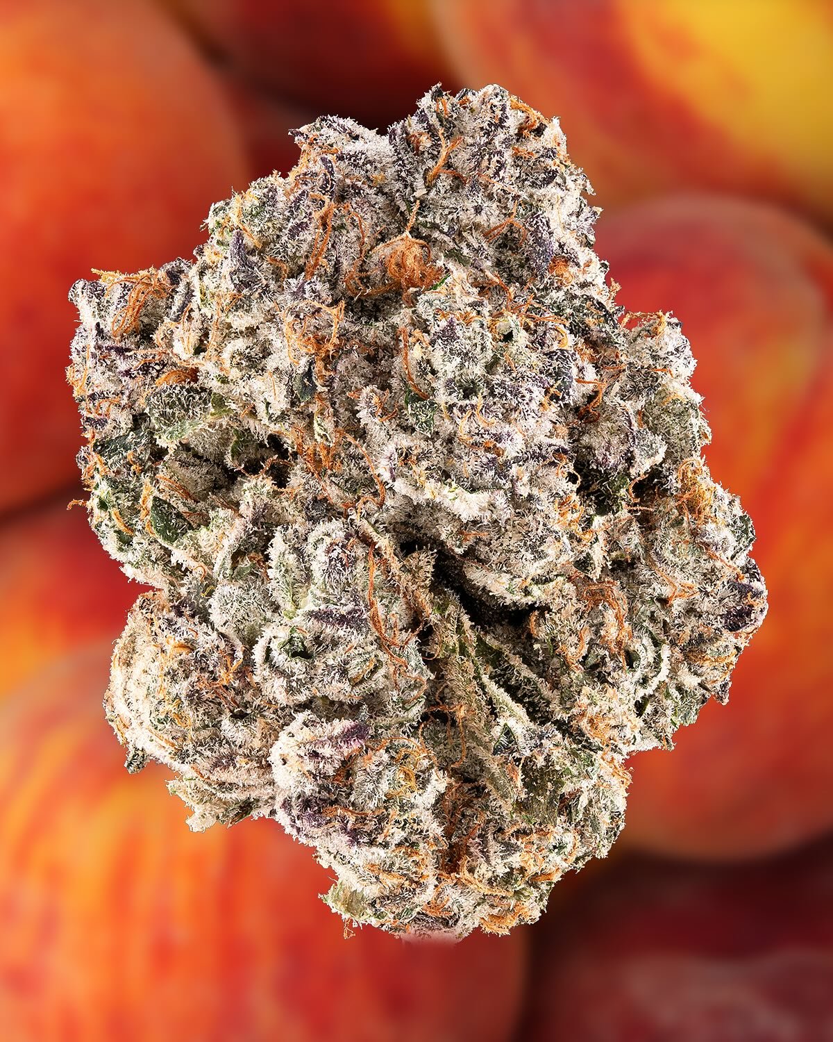 Georgia Peaches 🍑 welcome back! 
📸: @terpychase